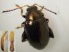 Chaetocnema concinna